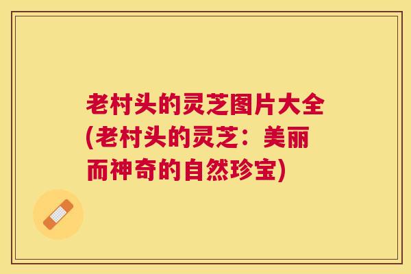 老村头的灵芝图片大全(老村头的灵芝：美丽而神奇的自然珍宝)