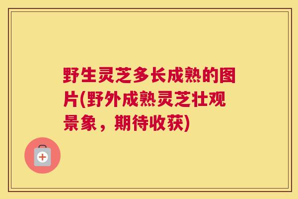 野生灵芝多长成熟的图片(野外成熟灵芝壮观景象，期待收获)