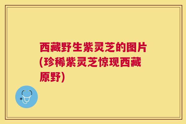 西藏野生紫灵芝的图片(珍稀紫灵芝惊现西藏原野)