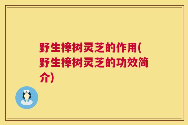 野生樟树灵芝的作用(野生樟树灵芝的功效简介)