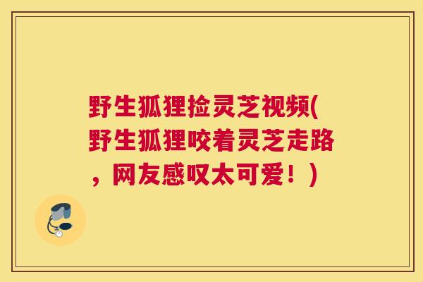 野生狐狸捡灵芝视频(野生狐狸咬着灵芝走路，网友感叹太可爱！)