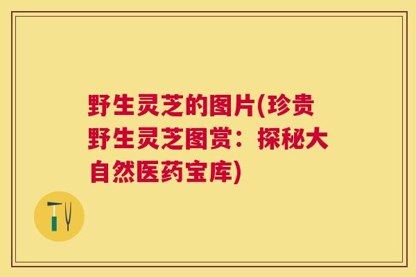 野生灵芝的图片(珍贵野生灵芝图赏:探秘大自然医药宝库)