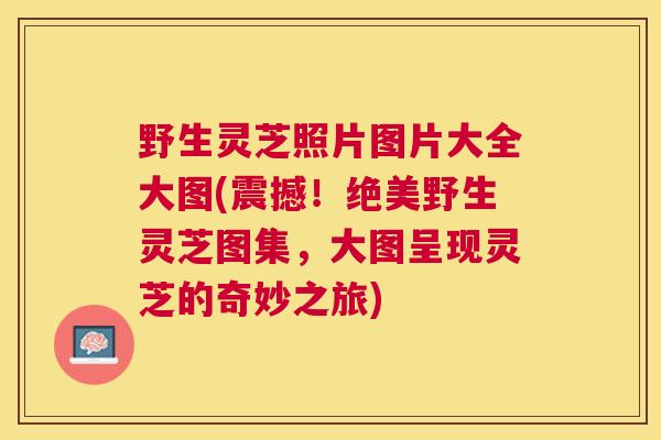 野生灵芝照片图片大全大图(震撼！绝美野生灵芝图集，大图呈现灵芝的奇妙之旅)