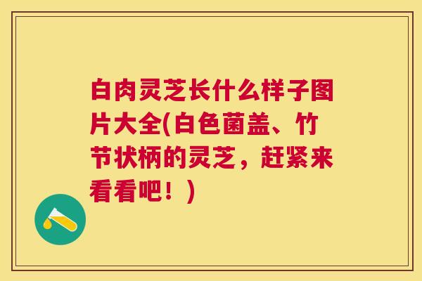 白肉灵芝长什么样子图片大全(白色菌盖、竹节状柄的灵芝，赶紧来看看吧！)
