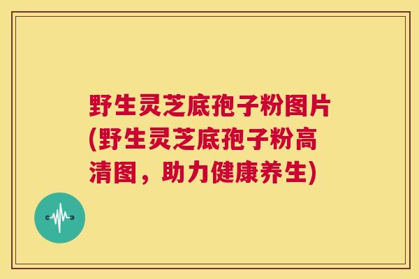 野生灵芝底孢子粉图片(野生灵芝底孢子粉高清图，助力健康养生)