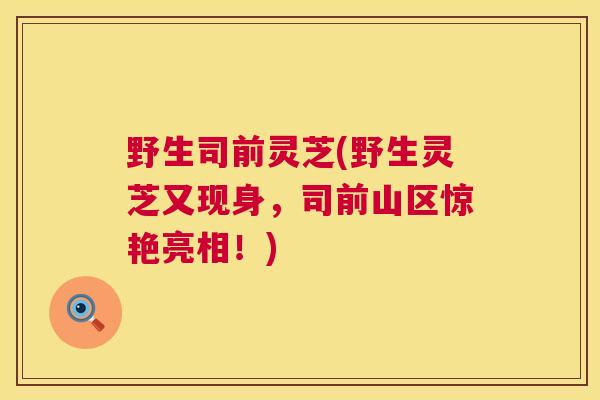 野生司前灵芝(野生灵芝又现身，司前山区惊艳亮相！)