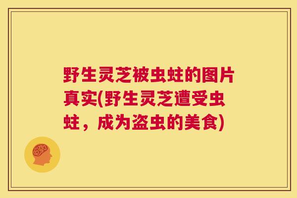 野生灵芝被虫蛀的图片真实(野生灵芝遭受虫蛀，成为盗虫的美食)