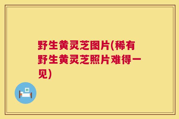 野生黄灵芝图片(稀有野生黄灵芝照片难得一见)