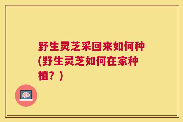 野生灵芝采回来如何种(野生灵芝如何在家种植？)