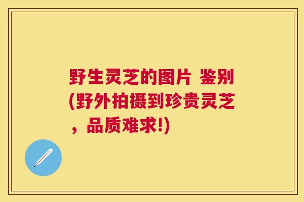 野生灵芝的图片 鉴别(野外拍摄到珍贵灵芝，品质难求!)