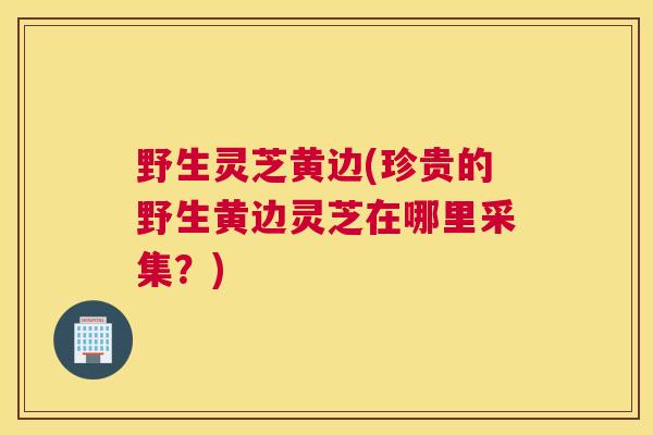 野生灵芝黄边(珍贵的野生黄边灵芝在哪里采集？)