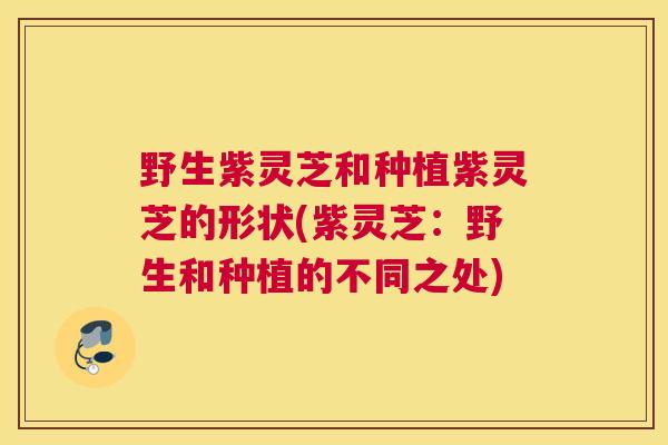野生紫灵芝和种植紫灵芝的形状(紫灵芝：野生和种植的不同之处)