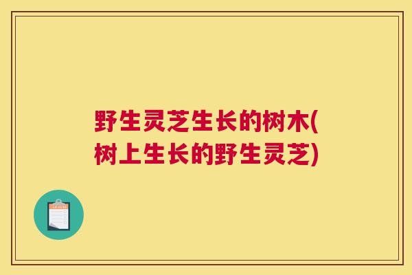 野生灵芝生长的树木(树上生长的野生灵芝)