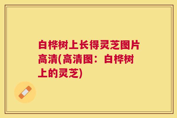 白桦树上长得灵芝图片高清(高清图:白桦树上的灵芝) 白桦树上长得灵芝图片高清(高清图:白桦树上的灵芝)