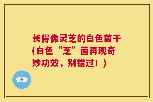 长得像灵芝的白色菌干(白色“芝”菌再现奇妙功效,别错过!) 长得像灵芝的白色菌干(白色“芝”菌再现奇妙功效,别错过!)