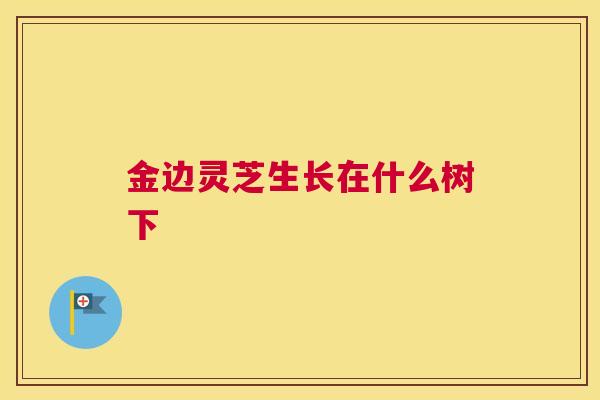 金边灵芝生长在什么树下