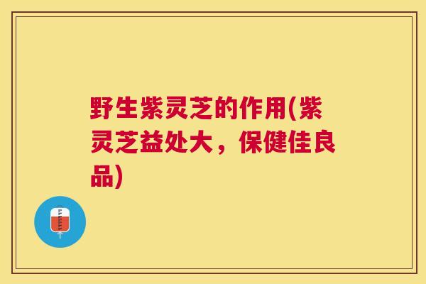 野生紫灵芝的作用(紫灵芝益处大,保健佳良品) 野生紫灵芝的作用(紫灵芝益处大,保健佳良品)