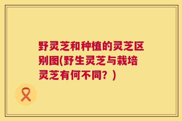 野灵芝和种植的灵芝区别图(野生灵芝与栽培灵芝有何不同？)