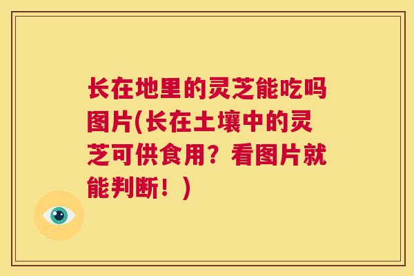 长在地里的灵芝能吃吗图片(长在土壤中的灵芝可供食用？看图片就能判断！)