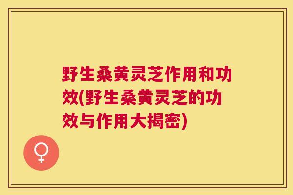 野生桑黄灵芝作用和功效(野生桑黄灵芝的功效与作用大揭密)