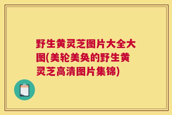 野生黄灵芝图片大全大图(美轮美奂的野生黄灵芝高清图片集锦)