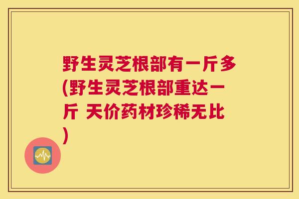 野生灵芝根部有一斤多(野生灵芝根部重达一斤 天价药材珍稀无比)