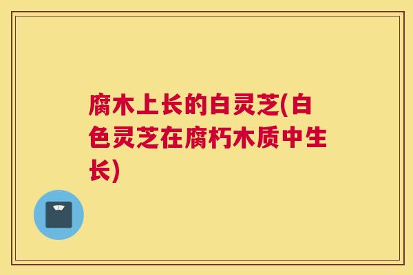 腐木上长的白灵芝(白色灵芝在腐朽木质中生长)