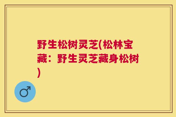 野生松树灵芝(松林宝藏：野生灵芝藏身松树)