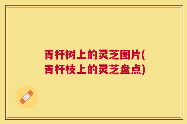 青杆树上的灵芝图片(青杆枝上的灵芝盘点) 青杆树上的灵芝图片(青杆枝上的灵芝盘点)