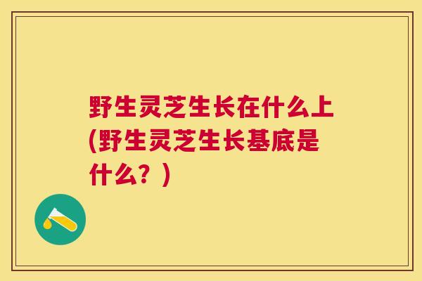 野生灵芝生长在什么上(野生灵芝生长基底是什么?) 野生灵芝生长在什么上(野生灵芝生长基底是什么?)