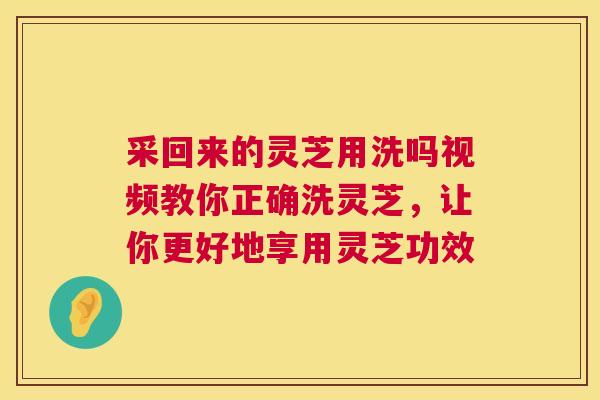 采回来的灵芝用洗吗视频教你正确洗灵芝，让你更好地享用灵芝功效