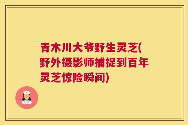青木川大爷野生灵芝(野外摄影师捕捉到百年灵芝惊险瞬间)
