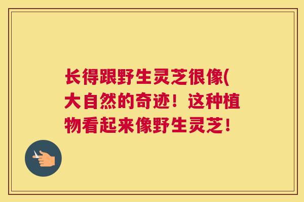 长得跟野生灵芝很像(大自然的奇迹！这种植物看起来像野生灵芝！