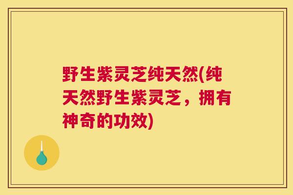 野生紫灵芝纯天然(纯天然野生紫灵芝，拥有神奇的功效)