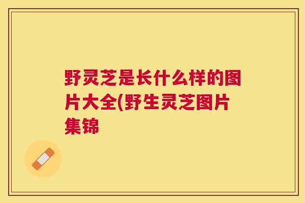 野灵芝是长什么样的图片大全(野生灵芝图片集锦