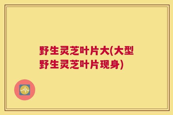 野生灵芝叶片大(大型野生灵芝叶片现身)