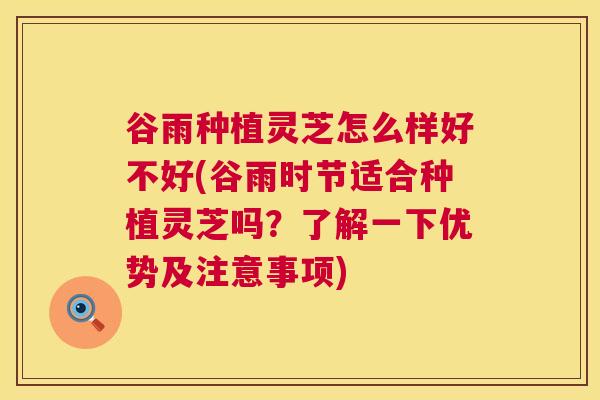 谷雨种植灵芝怎么样好不好(谷雨时节适合种植灵芝吗?了解一下优势及注意事项) 谷雨种植灵芝怎么样好不好(谷雨时节适合种植灵芝吗?了解一下优势及注意事项)
