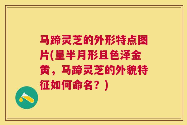 马蹄灵芝的外形特点图片(呈半月形且色泽金黄，马蹄灵芝的外貌特征如何命名？)