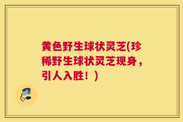 黄色野生球状灵芝(珍稀野生球状灵芝现身,引人入胜!) 黄色野生球状灵芝(珍稀野生球状灵芝现身,引人入胜!)