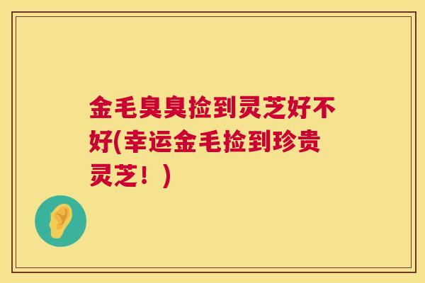 金毛臭臭捡到灵芝好不好(幸运金毛捡到珍贵灵芝！)