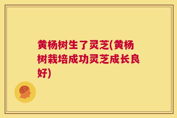 黄杨树生了灵芝(黄杨树栽培成功灵芝成长良好) 黄杨树生了灵芝(黄杨树栽培成功灵芝成长良好)