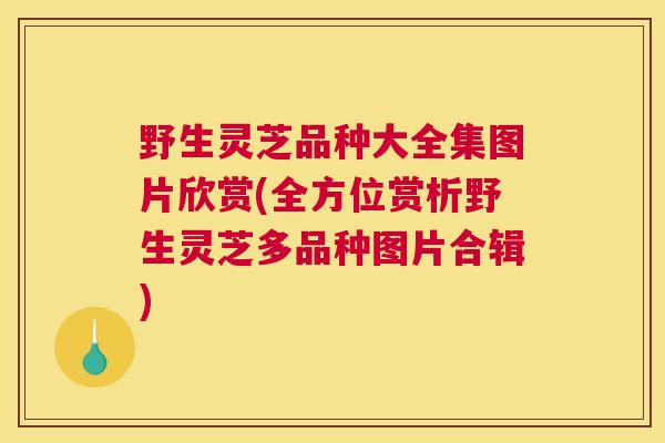 野生灵芝品种大全集图片欣赏(全方位赏析野生灵芝多品种图片合辑)