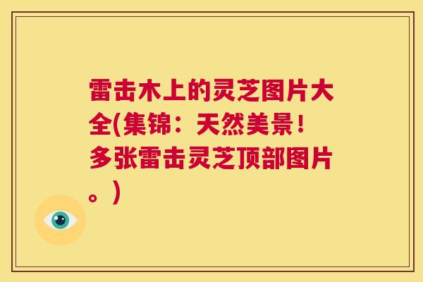 雷击木上的灵芝图片大全(集锦：天然美景！多张雷击灵芝顶部图片。)