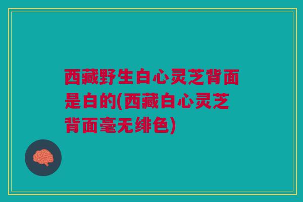 西藏野生白心灵芝背面是白的(西藏白心灵芝背面毫无绯色)