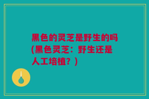 黑色的灵芝是野生的吗(黑色灵芝：野生还是人工培植？)
