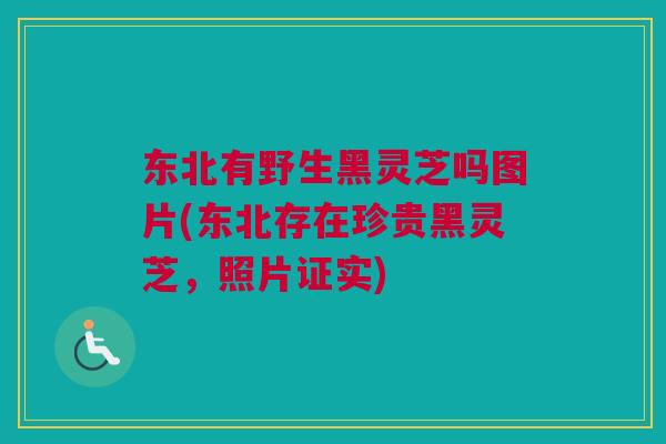 东北有野生黑灵芝吗图片(东北存在珍贵黑灵芝,照片证实) 东北有野生黑灵芝吗图片(东北存在珍贵黑灵芝,照片证实)