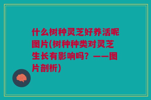 什么树种灵芝好养活呢图片(树种种类对灵芝生长有影响吗？——图片剖析)