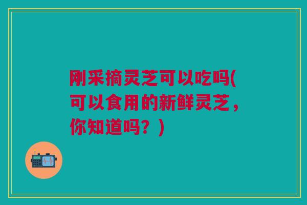 刚采摘灵芝可以吃吗(可以食用的新鲜灵芝，你知道吗？)