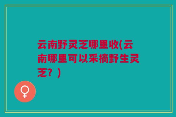 云南野灵芝哪里收(云南哪里可以采摘野生灵芝？)