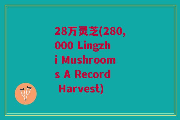 28万灵芝(280,000 Lingzhi Mushrooms A Record Harvest)
